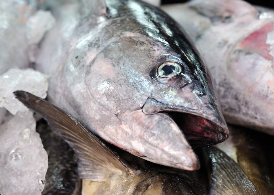 PT. Katsuo Indo Marine - Frozen tuna1