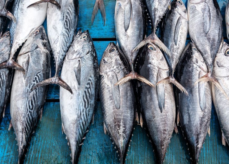PT. Katsuo Indo Marine