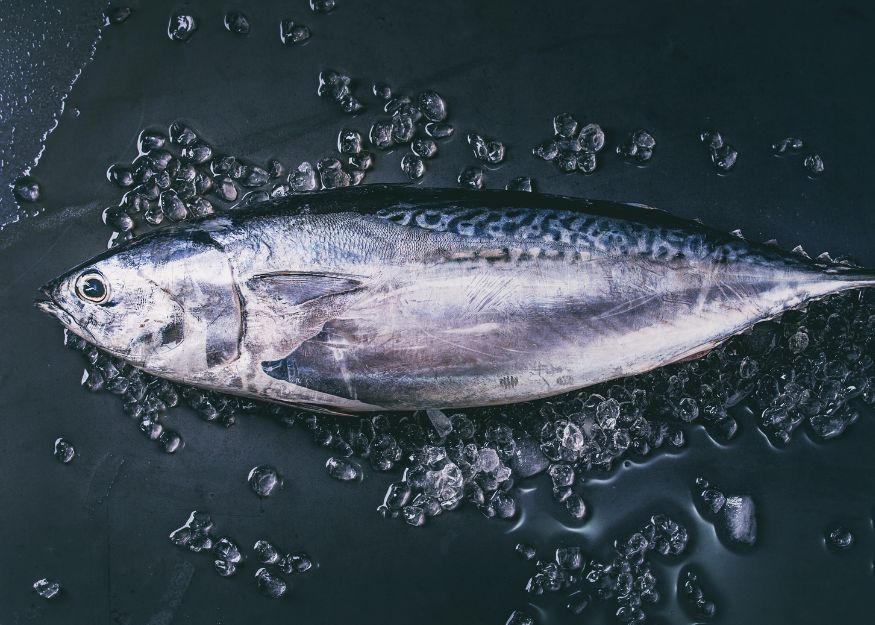 PT. Katsuo Indo Marine