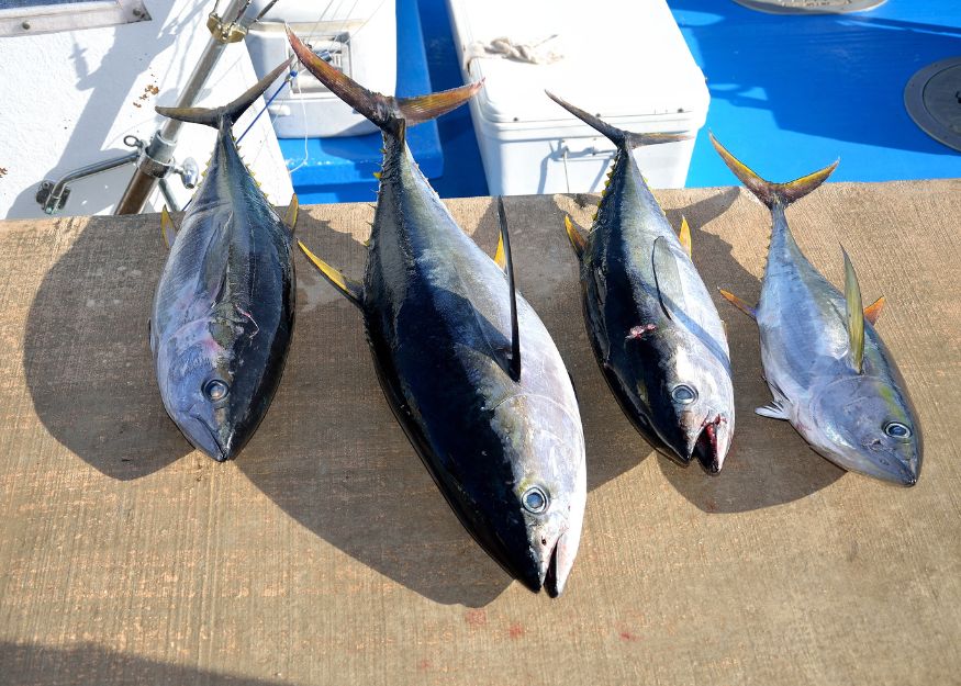 PT. Katsuo Indo Marine
