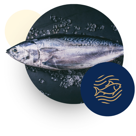 PT. Katsuo Indo Marine